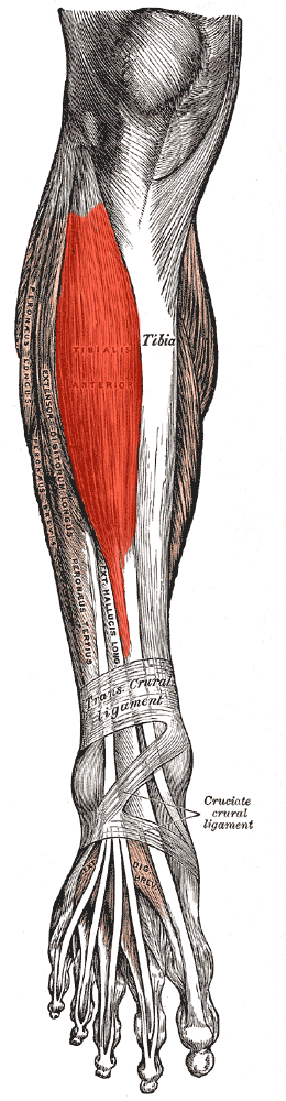 Tibialis anterior 2