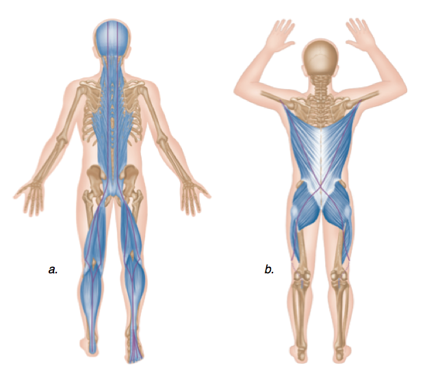 What is the Posterior Chain?